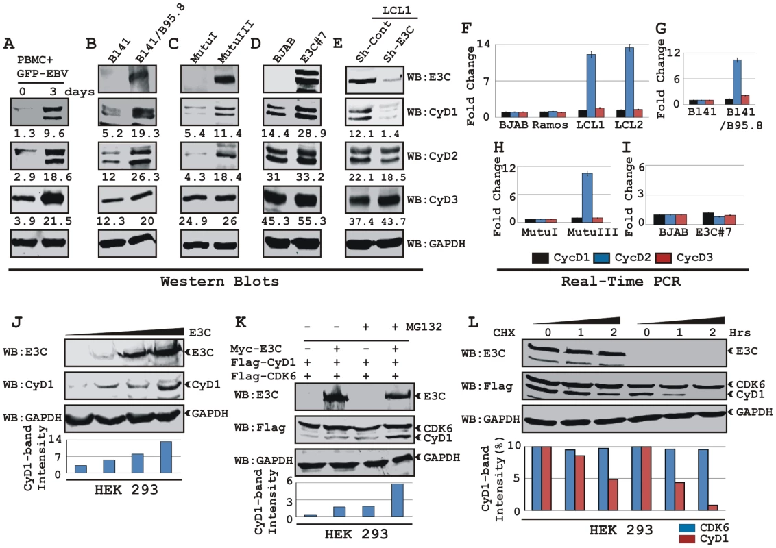EBV nuclear antigen EBNA3C stabilizes Cyclin D1 protein level.