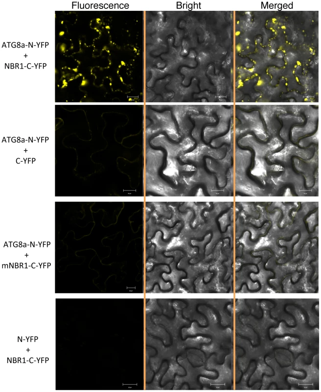 BiFC analysis of NBR1 interaction with ATG8a in planta.