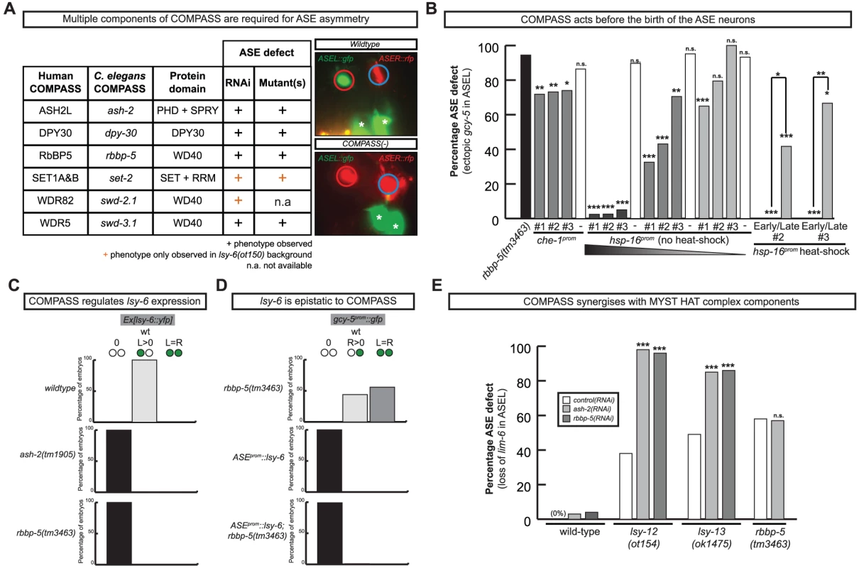 The evolutionary conserved methyltransferase COMPASS complex is required for ASE asymmetric cell fate specification.