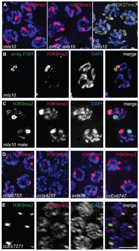 Arrays composed of transgenes with soma-specific promoters are enriched for H3K9me3.