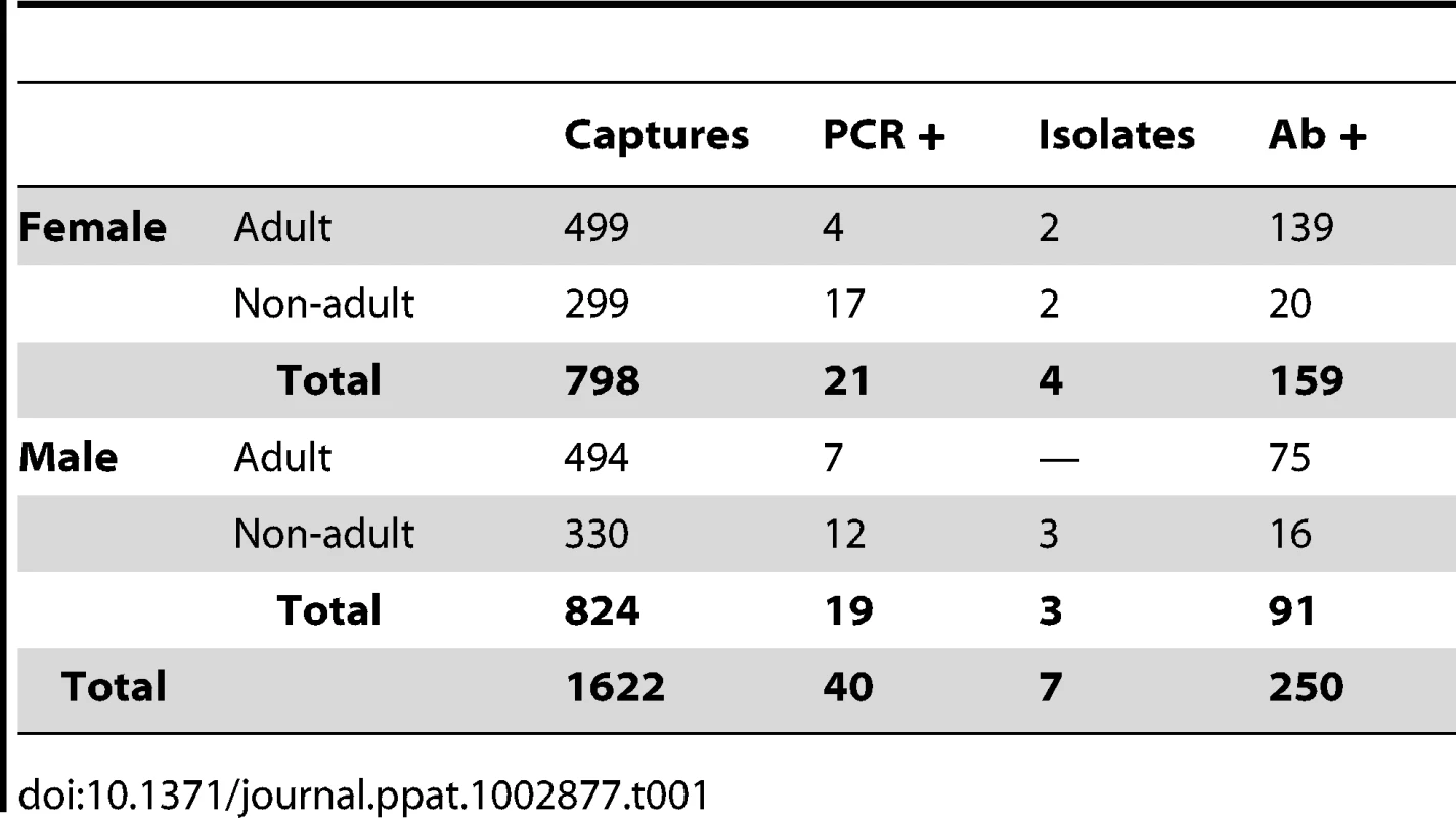 Summary of <i>Rousettus aegyptiacus</i> caught at Python Cave displayed by class, and PCR, virus isolation, and ELISA results.