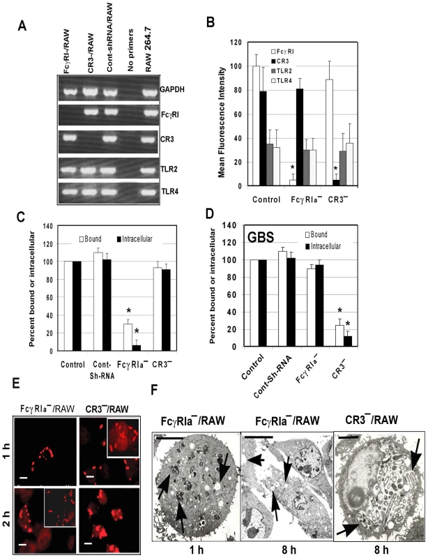 Suppression of FcγRIa expression using shRNA prevents <i>E. coli</i> K1 entry into RAW 264.7 cells.