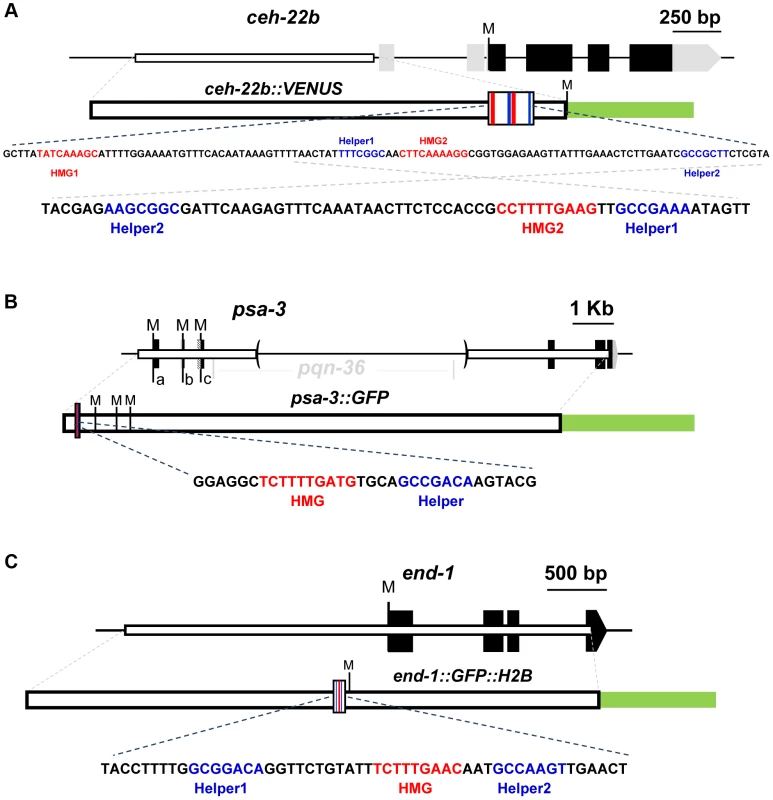 Schematics of the <i>ceh-22</i>, <i>psa-3</i> and <i>end-1</i> loci.