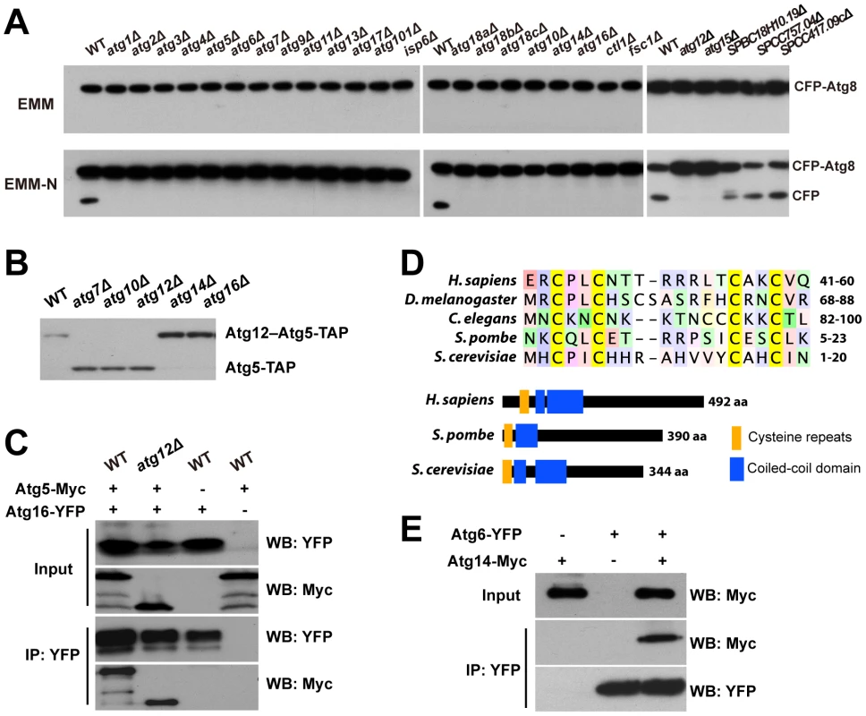 CFP-Atg8 processing defect of autophagy mutants and the identification of Atg10, Atg16, and Atg14.