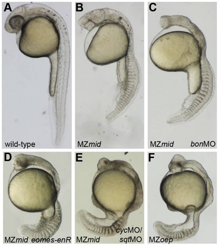 Inhibiting Nodal signals in MZ<i>mid</i> mutants.