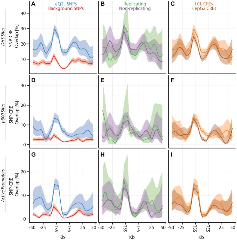 eQTL SNPs are enriched within activating cis-regulatory elements.