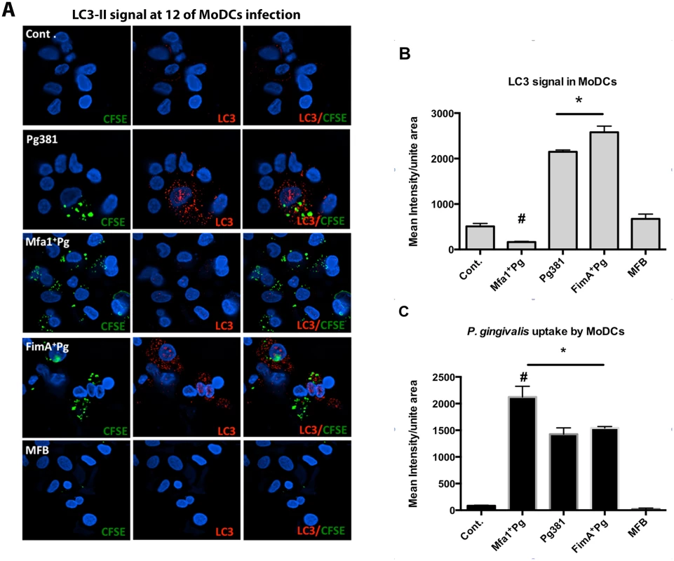 Low LC3-II signals in human MoDCs infected with Mfa1<sup>+</sup>Pg.