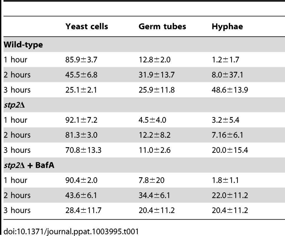Morphology changes in phagocytosed <i>C. albicans</i> cells.