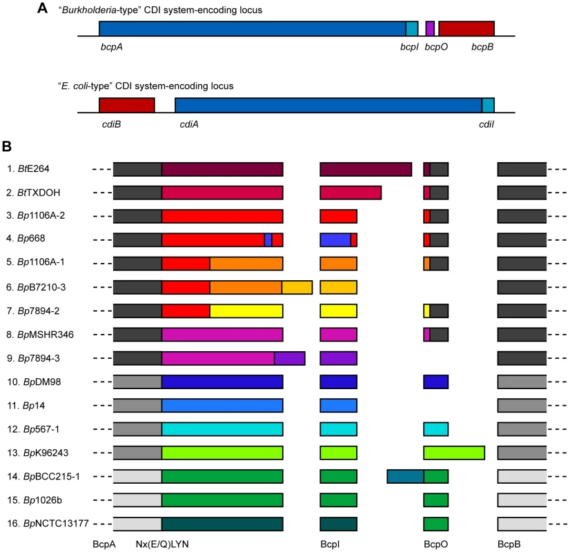 Organization and diversity of <i>Burkholderia</i>-type CDI-encoding loci.