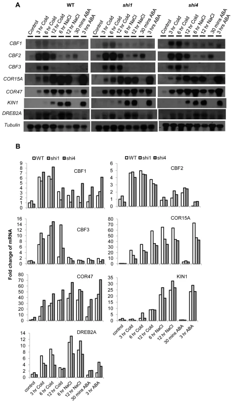 Detection of stress-inducible gene expression in wild type, <i>shi1</i> and <i>shi4</i> mutants.