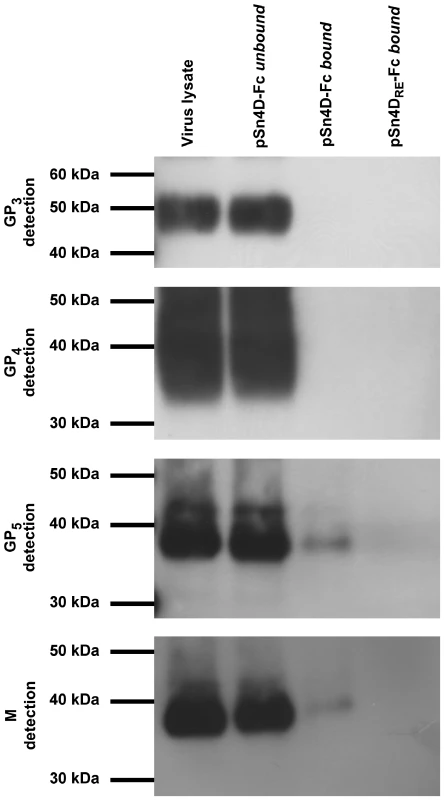 Identification of pSn-binding (glyco)protein(complexe)s of macrophage-grown PRRSV.