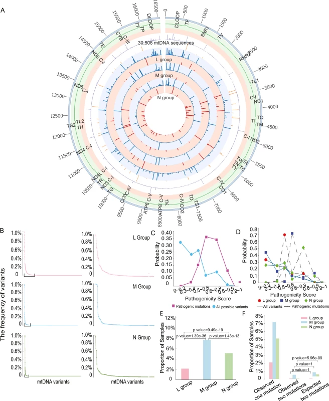The distribution of variant frequency and assessing the pathogenicity score in 30,506 mtDNA sequences.
