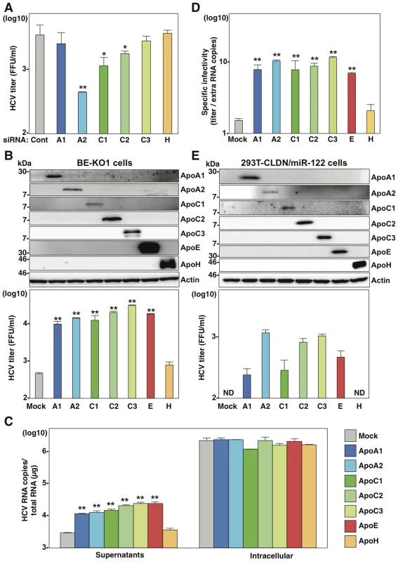 Exchangeable apolipoproteins redundantly participate in the formation of infectious HCV particles.