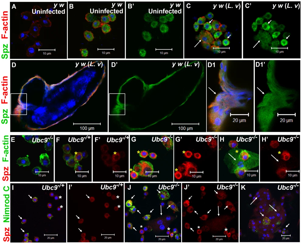Spätzle expression in larval blood cells.