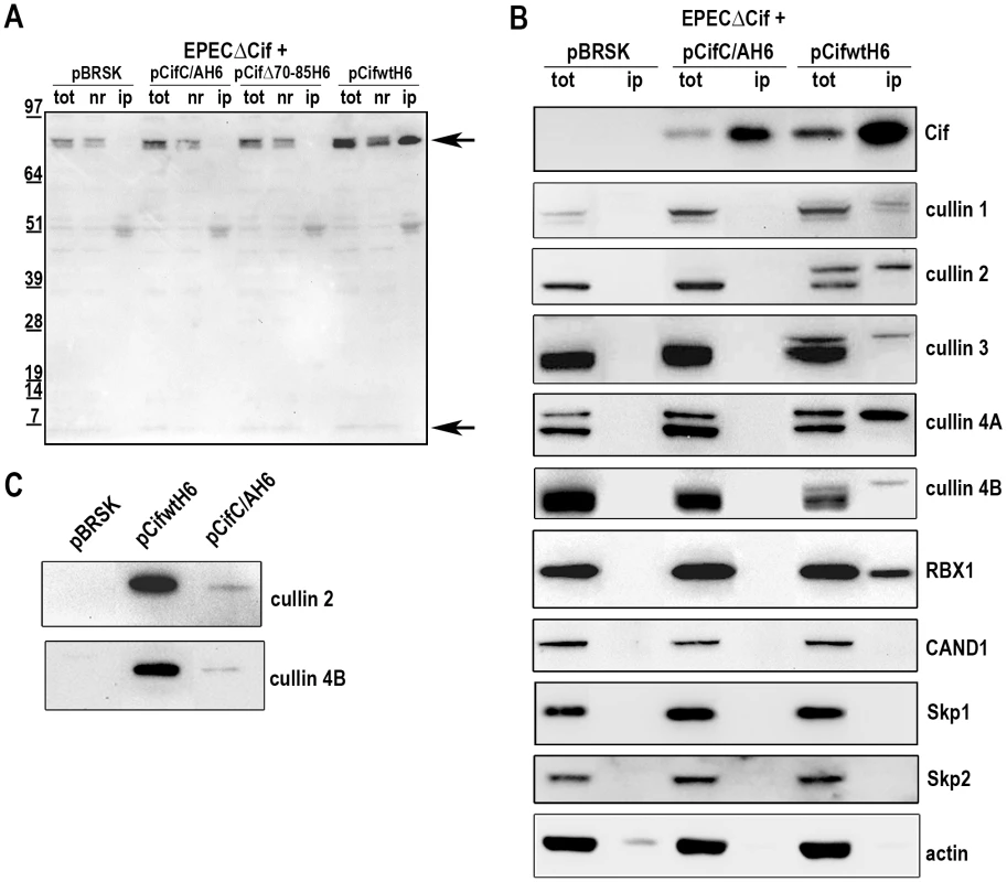 Cif interacts with NEDD8-conjugated cullins.