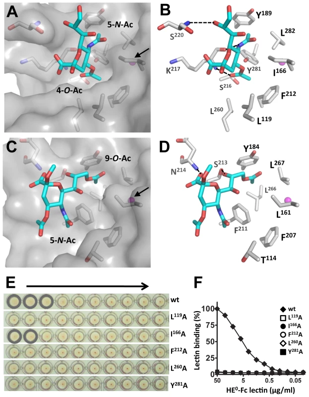 MHV<i>-S</i> HE has a unique receptor-binding site that binds specifically 4-<i>O</i>-acetylated sialic acid.
