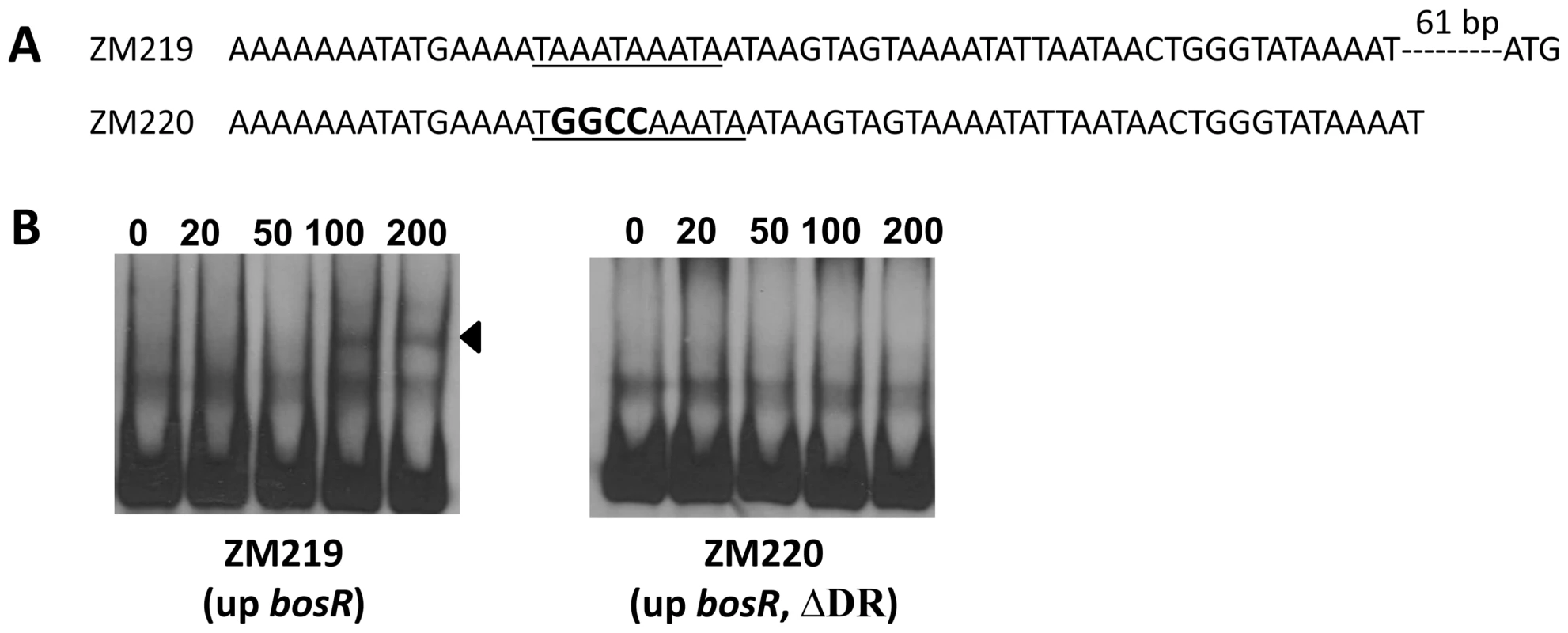 Analysis of the DR in the upstream region of <i>bosR</i>.