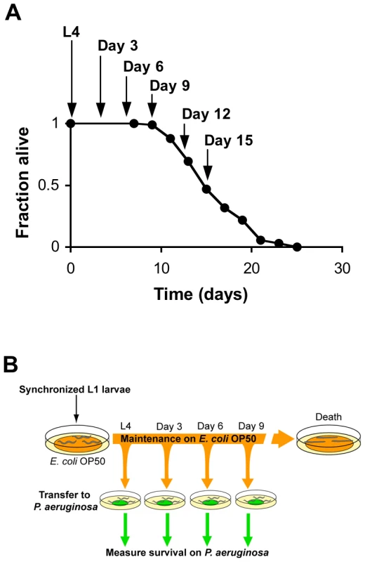 Systematic analysis of the survival of aging <i>C. elegans</i> upon challenge with pathogenic bacteria.