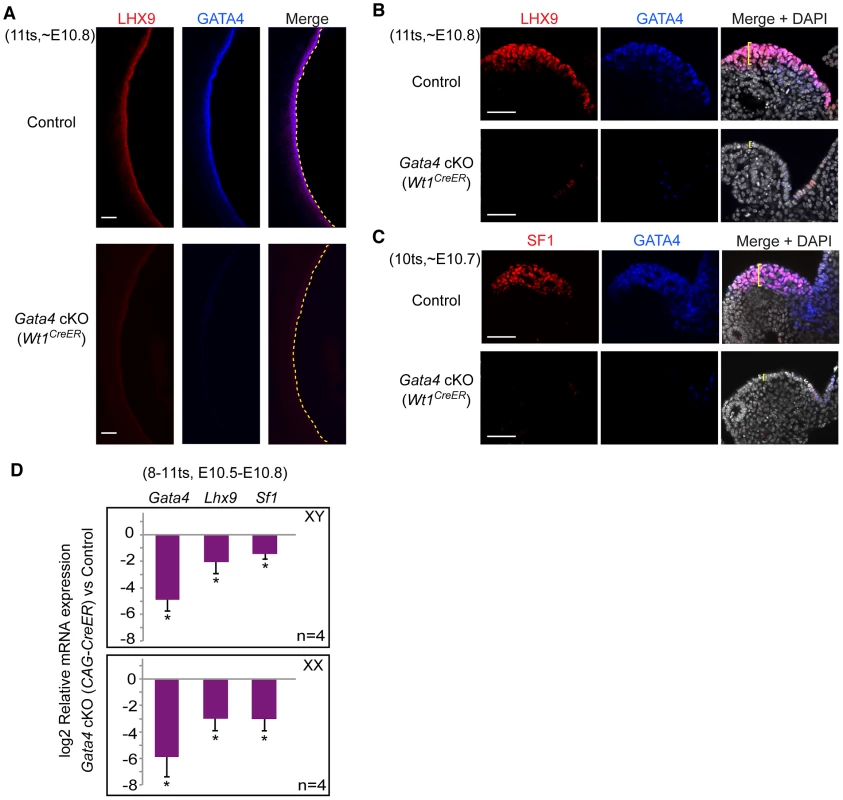 <i>Gata4</i> is required for expression of early gonadal differentiation regulators LHX9 and SF1.
