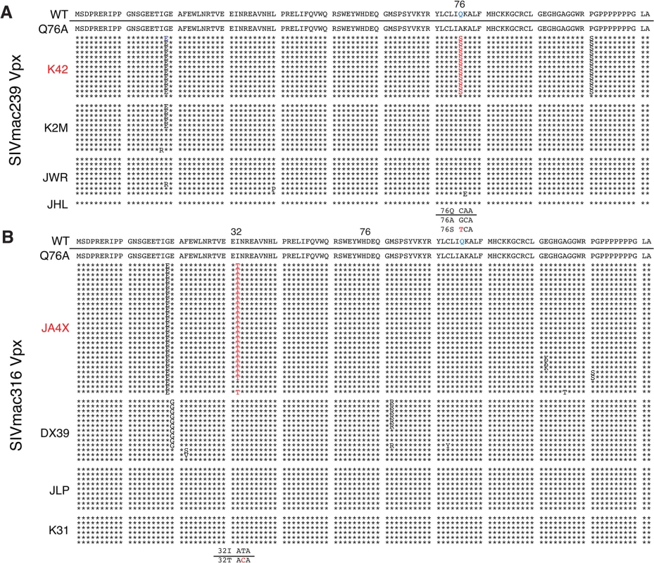 Alignment of Vpx amino acid sequences amplified from the plasma of monkeys inoculated with SIV Vpx X-Q76A mutants.