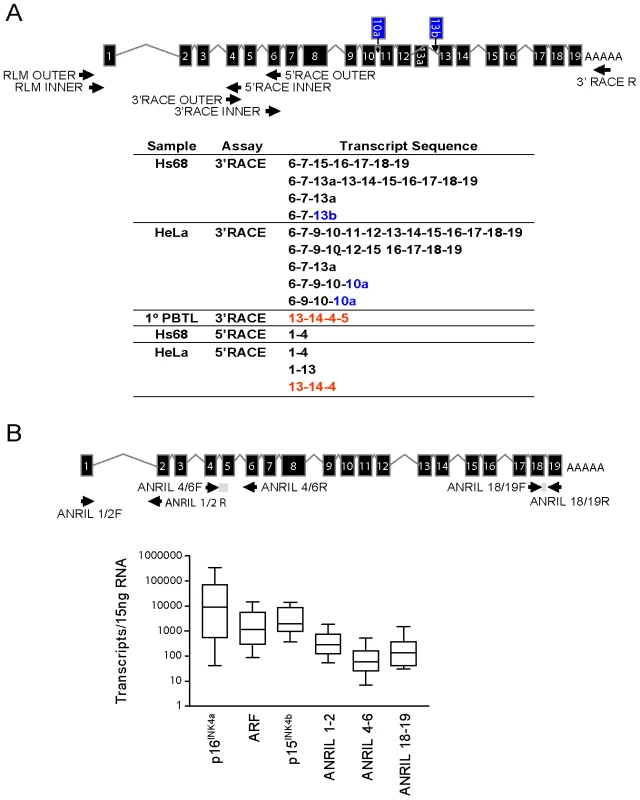 Identification and characterization of <i>ANRIL</i> splice variants.