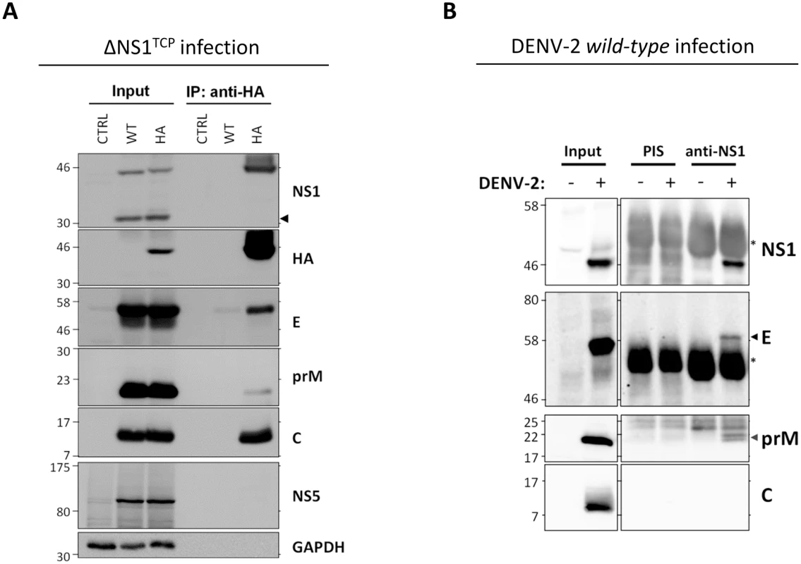 NS1 interacts with the structural proteins.