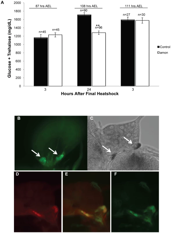 Larvae lacking functional <i>amon</i> have reduced hemolymph sugar levels.