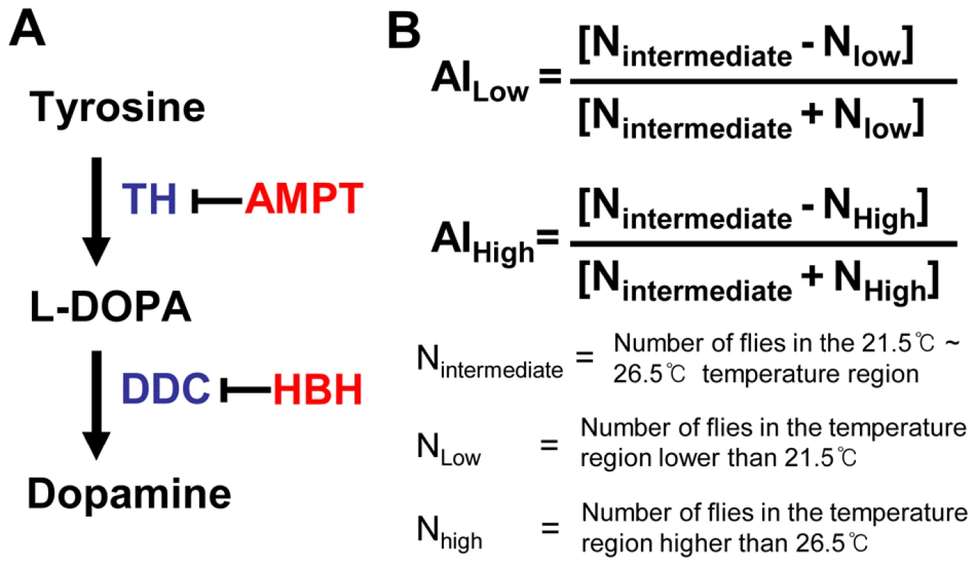 Dopamine biosynthetic pathway and calculation of the avoidance index.