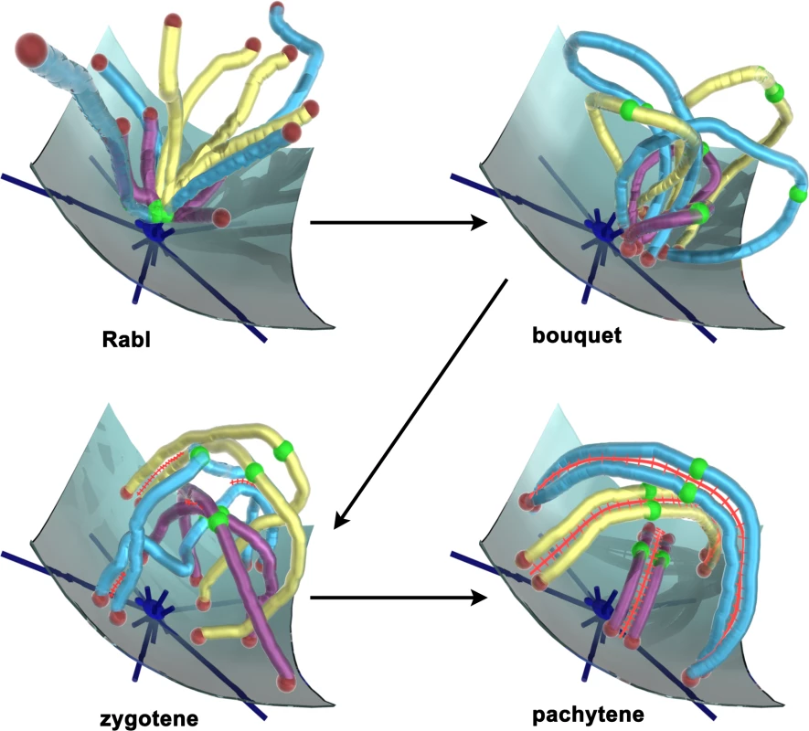 Chromosomes Pass through Distinct Organizational Phases as They Negotiate Meiotic Prophase.