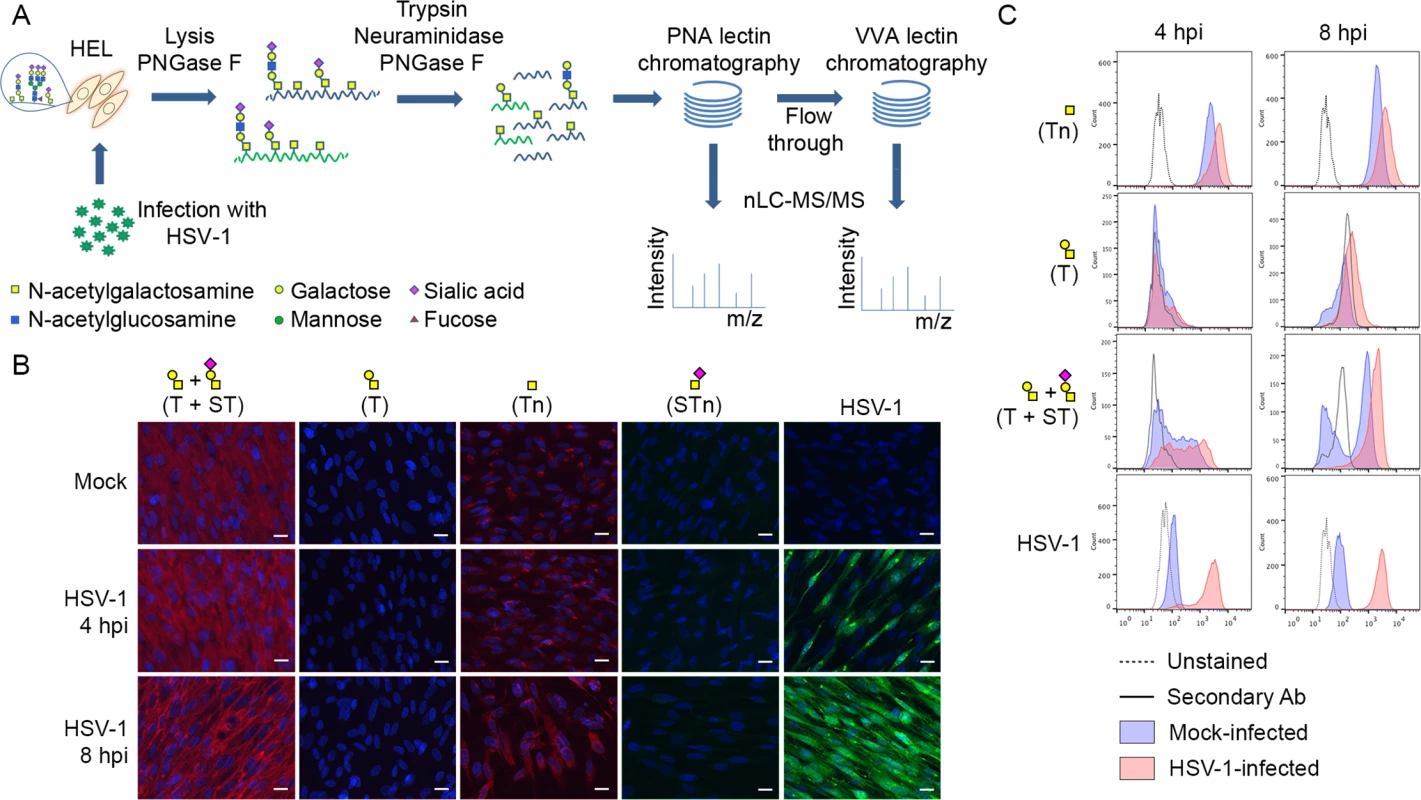 Glycopeptide enrichment strategy and glycoprofiling of human embryonic lung (HEL) fibroblasts.