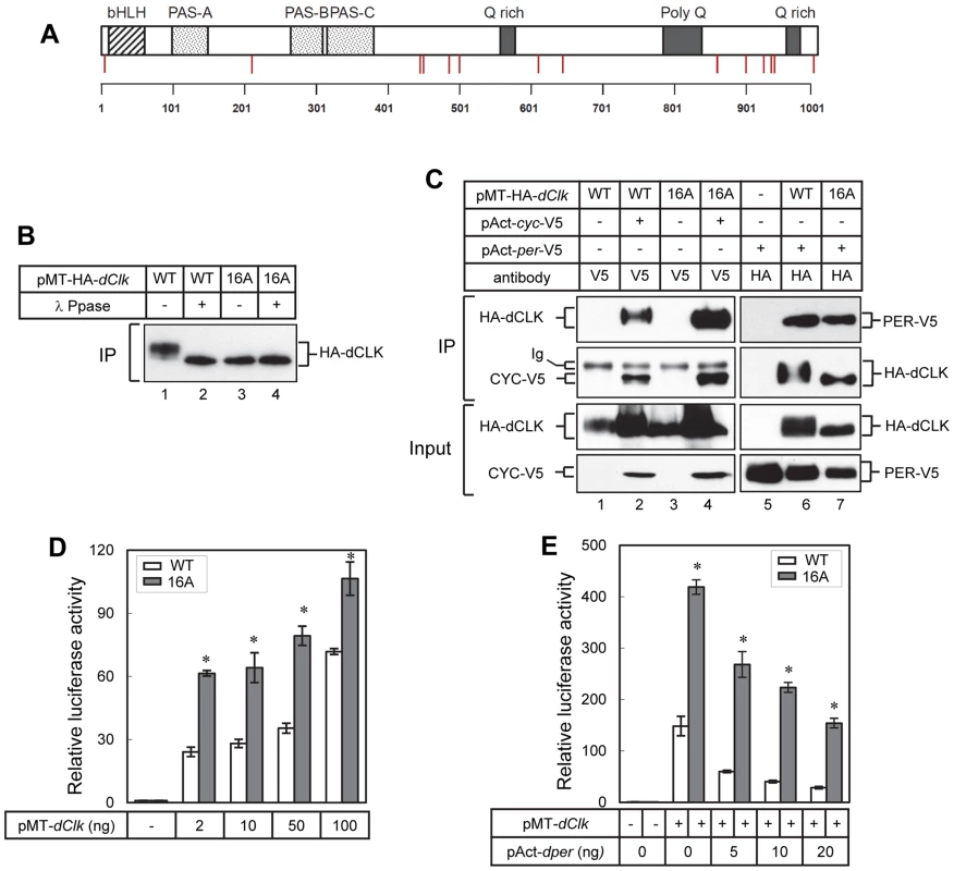 Blocking phosphorylation at multiple phospho-sites on dCLK prevents global phosphorylation but does not impair several key clock-relevant activities.
