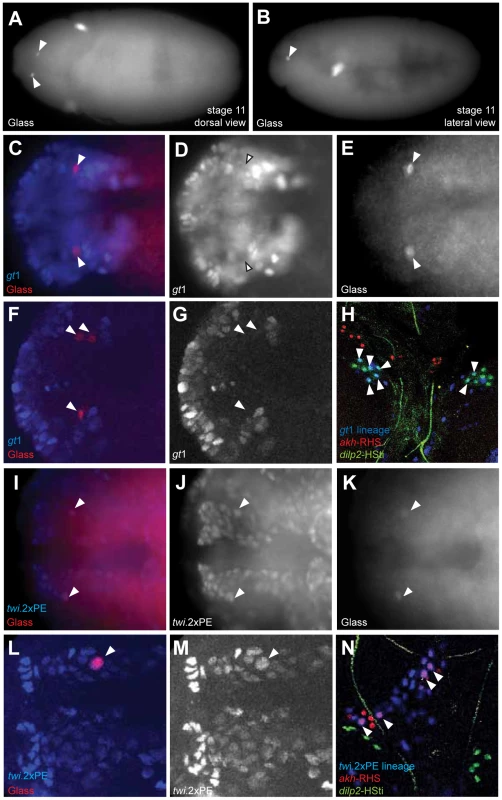 Copora cardiaca precursors originate from head mesoderm.