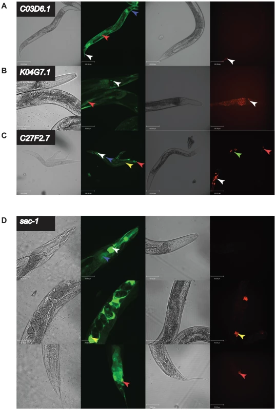 <i>in vivo</i> expression of a subset of genes with different RNAi phenotypes.