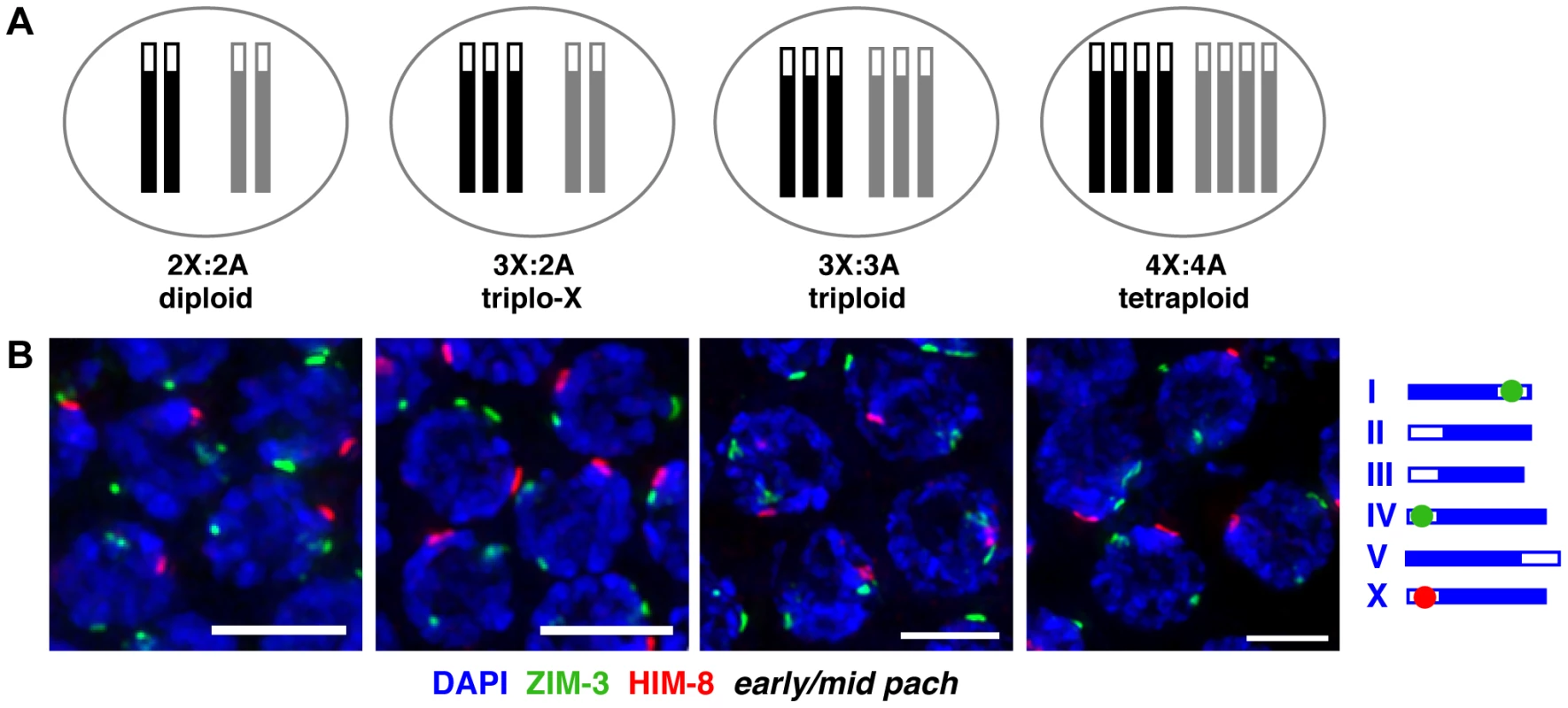 Homolog groups associate at the pairing center in trisomic and polyploid <i>C. elegans</i>.