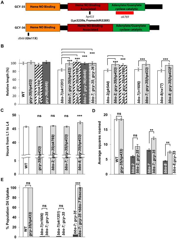 <i>gcy-35(lf)</i> suppresses a subset of <i>bbs</i> endophenotypes.