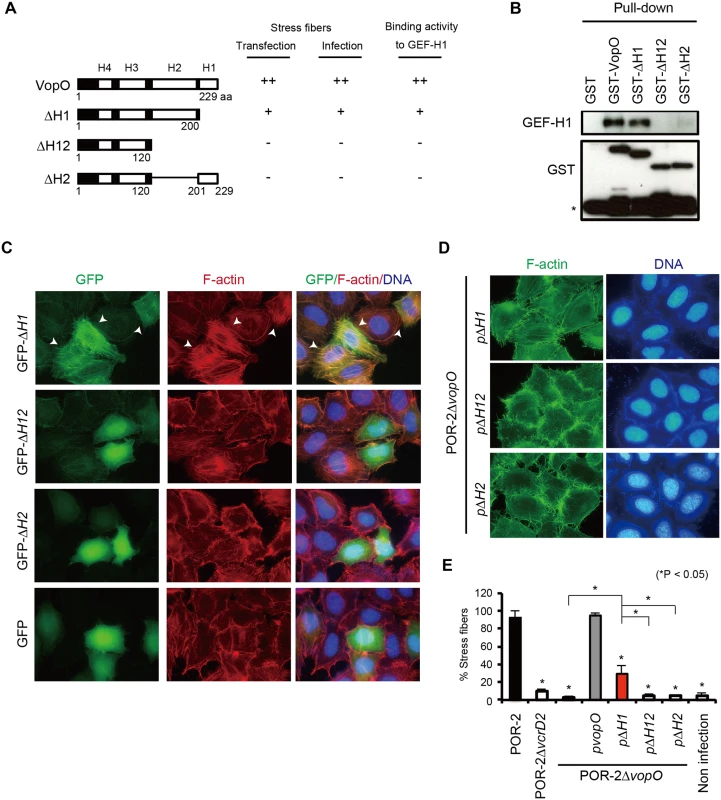 A predicted α-helix region in VopO (H2) is required for both GEF-H1 binding and stress fiber formation.