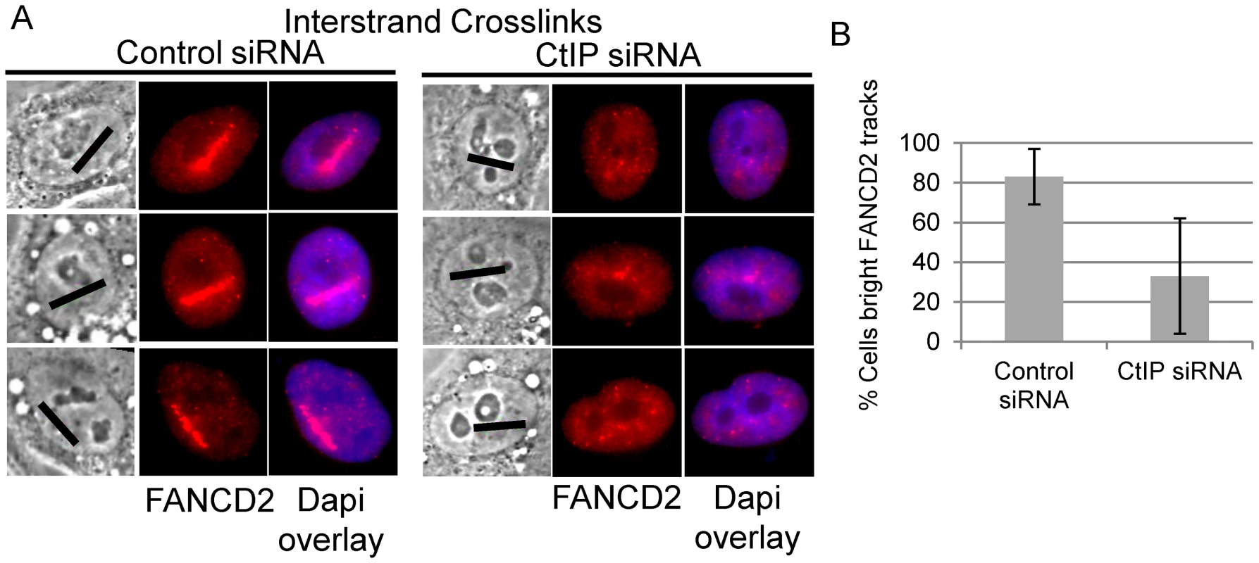 CtIP depletion reduces FANCD2 at ICLs.