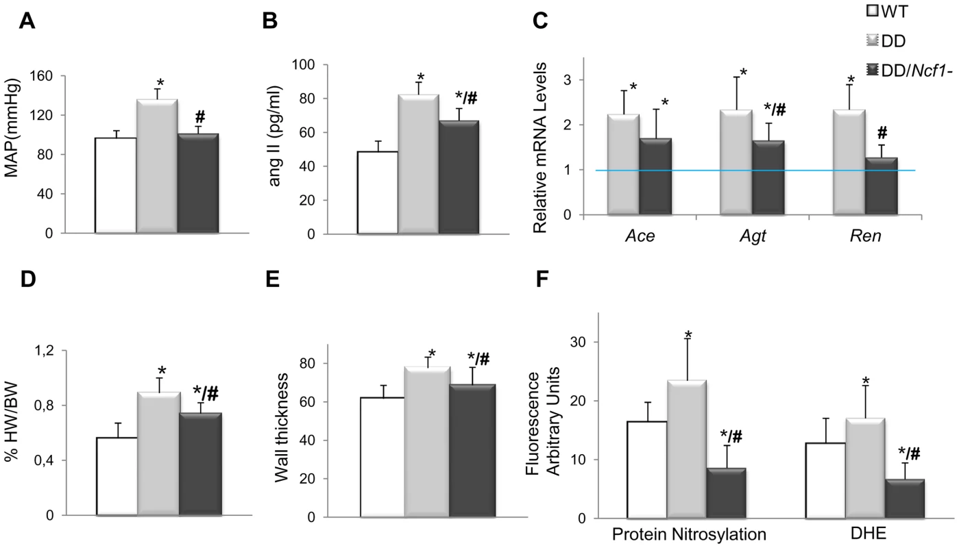 Cardiovascular features, angII/Ren system, and oxidative stress parameters in wild-type, DD, and DD/<i>Ncf1−</i> mice.