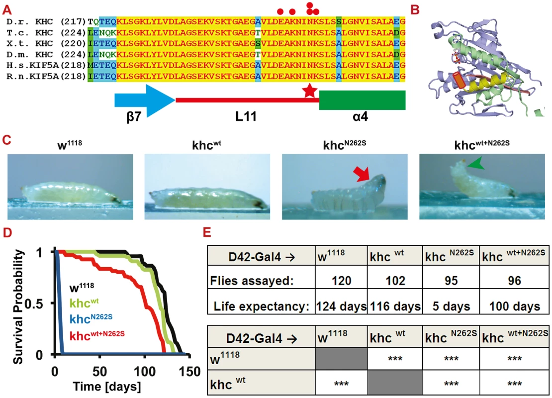 Establishment of a <i>Drosophila</i> SPG 10 model.