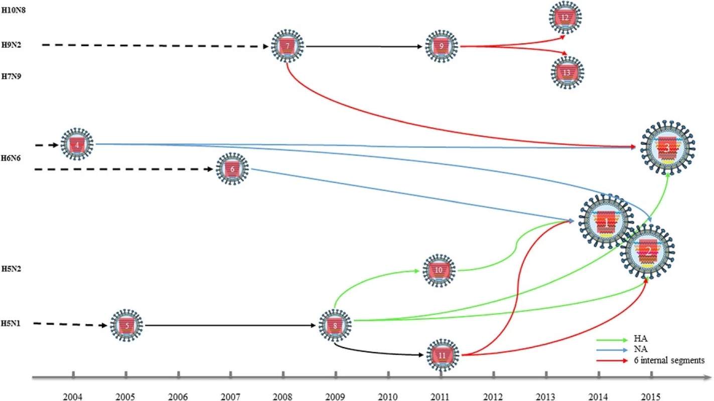 The probable reassortment history of human infected AIV H5N6 in China, 2014-2015*. 1, A/Sichuan/26221/2014(H5N6); 2, A/Guangzhou/ 39715/2014(H5N6); 3, A/Yunnan/0127/2015(H5N6); 4, A/duck/Shantou/6233/2004(H6N6); 5, A/Guangxi/1/2005(H5N1) or A/duck/Vietnam/215/2005(H5N1) and so on; 6, A/duck/Fujian/3242/2007(H6N6); 7, A/chicken/Hebei/DF/2008(H9N2); 8, A/goose/Shandong/k1201/2009(H5N1); 9, A/chicken/Jiangsu/B20/2011(H9N2); 10, A/duck/Eastern_China/1111/2011(H5N2); 11, A/wild duck/Fujian/1/2011(H5N1); 12, A/Jiangxi-Donghu/346-2/2013(H10N8); 13, A/Zhejiang/DTID-ZJU01/2013(H7N9). *Notes: (1) Each donor isolate represents one class of isolates in the same period, which was determined with the BLAST program on NCBI website and large-scale phylogenetic analysis (See online support materials); (2) Six internal segments of H10N8 and H7N9 in China since 2013 had common donors as AIV A/Yunnan/0127/2015(H5N6) in China