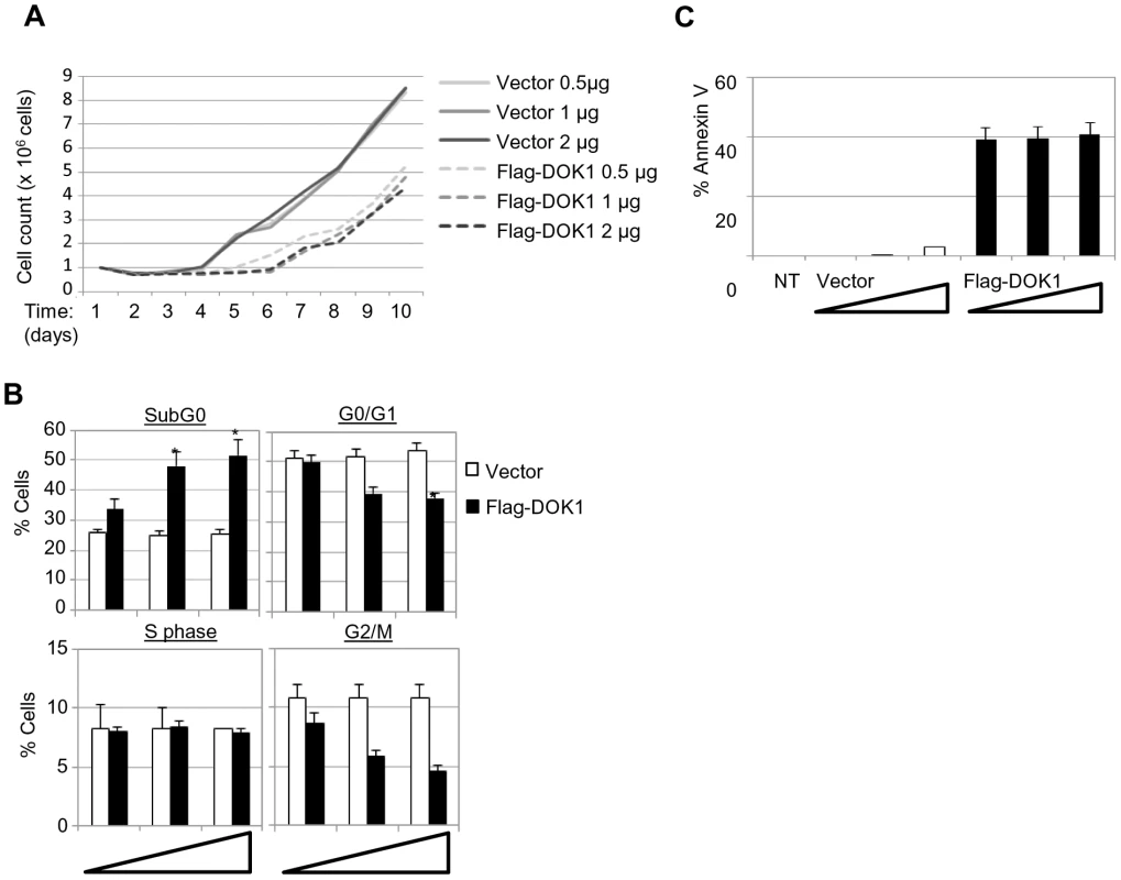 (A) LCL cells were transfected with the indicated amounts of empty pcDNA3 (Vector) or expression vector pcDNA3-Flag-DOK1.