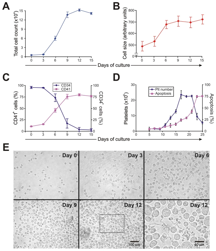 Characterization of liquid cultures of human CD34<sup>+</sup> cells stimulated by TPO.