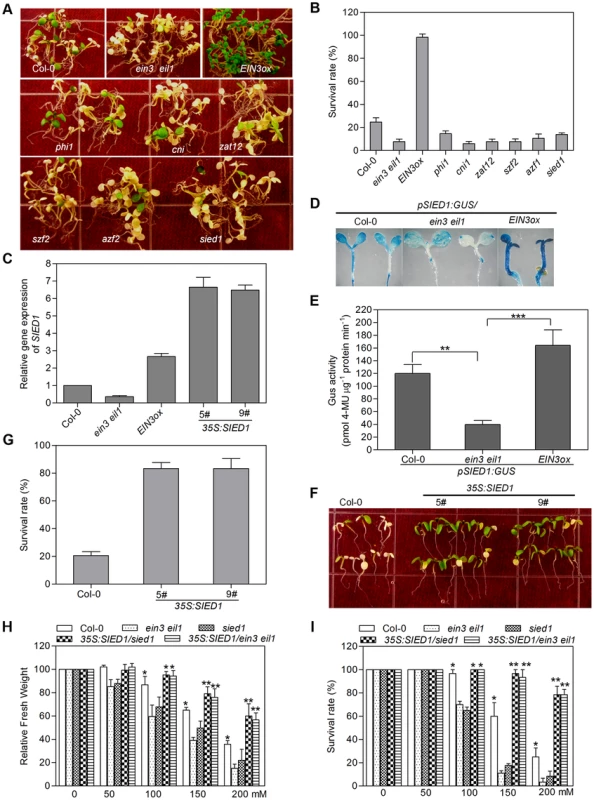 Functional characterization of <i>SIED</i> genes identifies a novel regulator of salt tolerance.