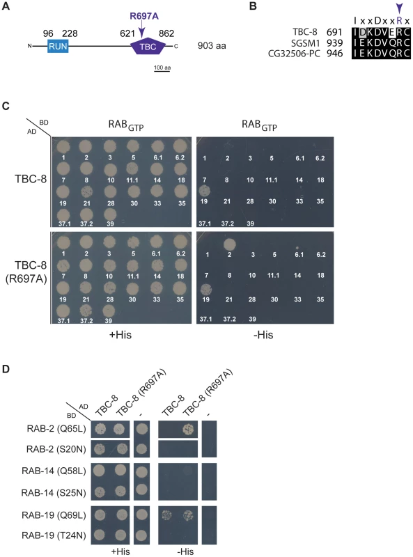 TBC-8 is a putative RAB-2 GAP.