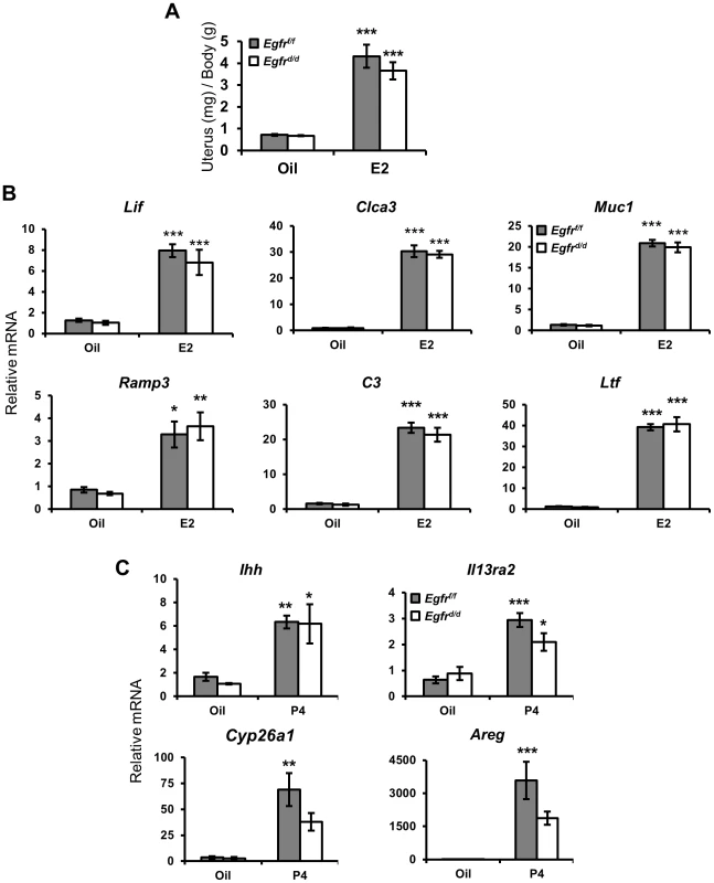 Ablation of <i>Egfr</i> does not impair acute hormone responsiveness.