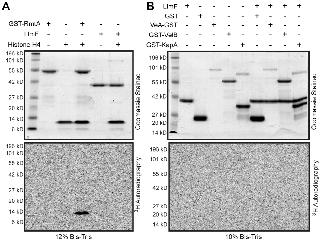 LlmF does not methylate the velvet complex <i>in vitro</i>.