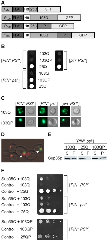 Polyglutamine toxicity and aggregation in the yeast strains with various prion compositions.