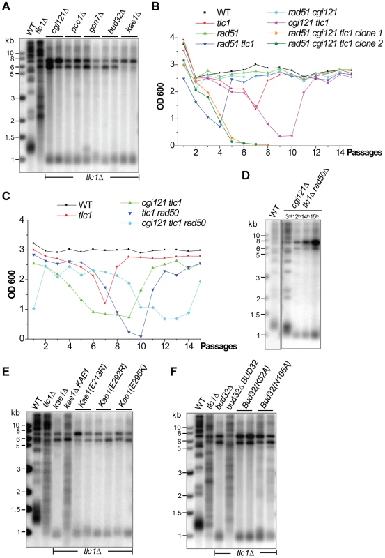 Each subunit of the KEOPS complex is essential for Type II recombination.