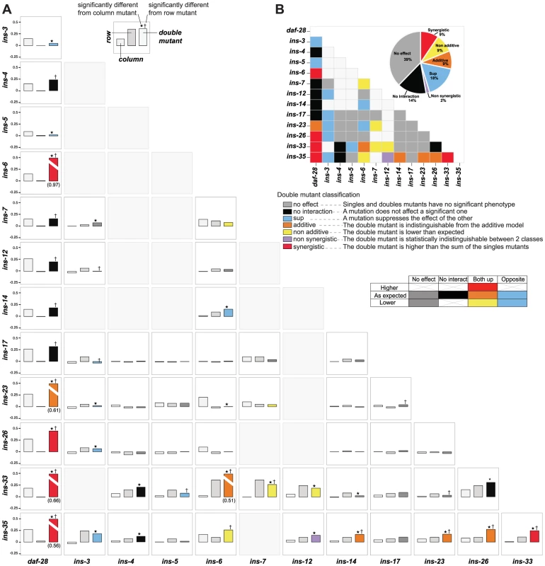 Genetic interactions between ILPs.