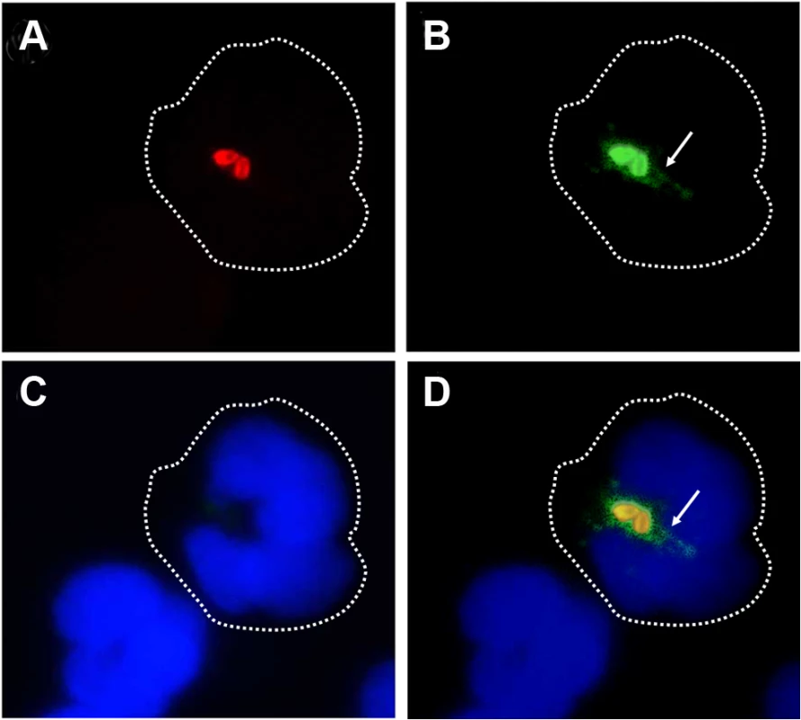 <i>Br</i>-LPS is released inside PMNs.